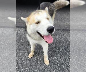 - Mix Dogs for adoption in San Antonio, TX, USA