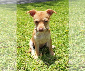 Rat Terrier-Unknown Mix Dogs for adoption in Royal Palm Beach, FL, USA