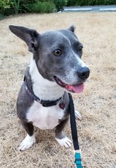 American Pit Bull Terrier-Basset Hound Mix Dogs for adoption in Issaquah, WA, USA