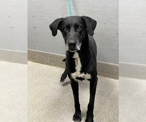 Labrador Retriever-Unknown Mix Dogs for adoption in Las Vegas, NV, USA