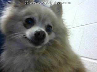 Pomeranian Dogs for adoption in Fayetteville, NC, USA