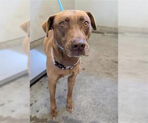 American Pit Bull Terrier-Unknown Mix Dogs for adoption in Camarillo, CA, USA