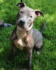 American Pit Bull Terrier Dogs for adoption in Saint Paul, MN, USA