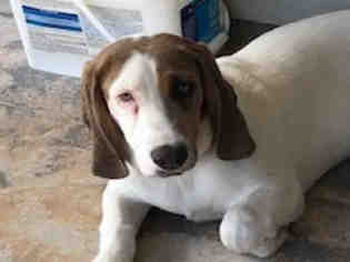 Medium Photo #1 Basset Hound-Unknown Mix Puppy For Sale in San Antonio, TX, USA