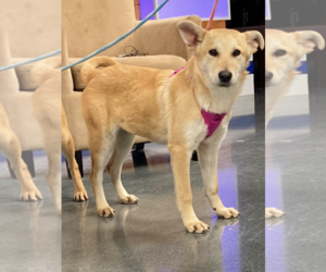 Mutt Dogs for adoption in Shreveport, LA, USA