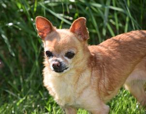 Chihuahua-Unknown Mix Dogs for adoption in Issaquah, WA, USA