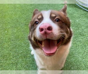 Medium Photo #1 Akita Puppy For Sale in Redwood City, CA, USA