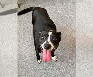 Mutt Dogs for adoption in Low Moor, VA, USA