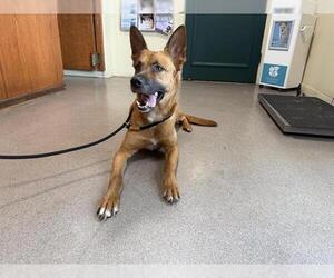 Mutt Dogs for adoption in Pasadena, CA, USA