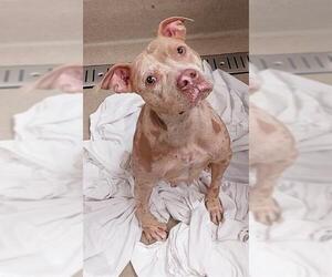 American Staffordshire Terrier Dogs for adoption in Fort Lauderdale, FL, USA