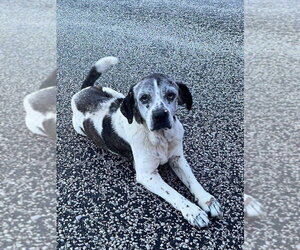 Beagle-Unknown Mix Dogs for adoption in Bolivar, MO, USA