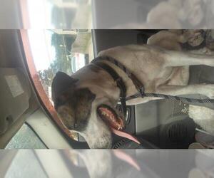 American Bulldog-Anatolian Shepherd Mix Dogs for adoption in Pandora, TX, USA