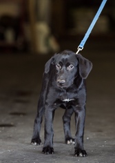 Small Labrador Retriever Mix