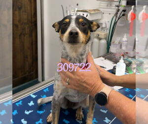 Mutt Dogs for adoption in Chico, CA, USA