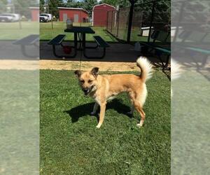 German Shepherd Dog Dogs for adoption in Grovetown, GA, USA