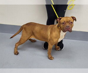 Mutt Dogs for adoption in Louisville, KY, USA