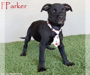 Mutt Dogs for adoption in San Diego, CA, USA