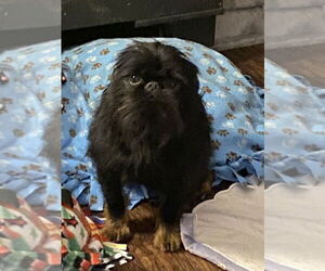Brussels Griffon-Unknown Mix Dogs for adoption in Princeton, MN, USA