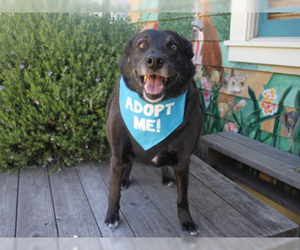 Borador Dogs for adoption in Pacific Grove, CA, USA