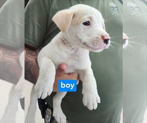 American Pit Bull Terrier-American Staffordshire Terrier Mix Dogs for adoption in Chester, VA, USA