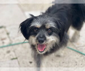 Shih Tzu Dogs for adoption in Fremont, CA, USA
