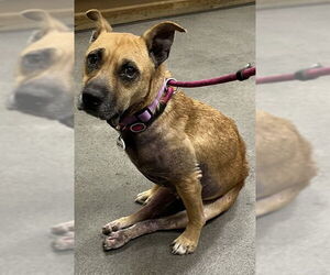 German Shepherd Dog-Unknown Mix Dogs for adoption in Forestville, MD, USA