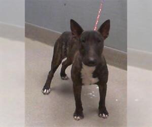 American Pit Bull Terrier-Unknown Mix Dogs for adoption in Las Vegas, NV, USA