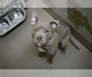 American Pit Bull Terrier Dogs for adoption in Decatur, IL, USA