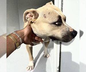 Mutt Dogs for adoption in Houston, TX, USA