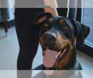 Doberman Pinscher Dogs for adoption in Olathe, KS, USA