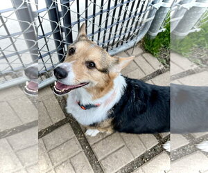 Mutt Dogs for adoption in Estherville, IA, USA