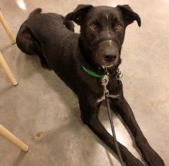 Labrador Retriever-Unknown Mix Dogs for adoption in Youngsville, LA, USA