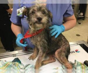 Mutt Dogs for adoption in Riverside, CA, USA