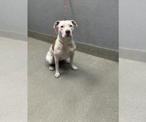 American Pit Bull Terrier-Unknown Mix Dogs for adoption in Las Vegas, NV, USA