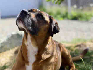 Boxweiler Dogs for adoption in Palmer, AK, USA