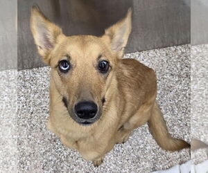 Unknown-Whippet Mix Dogs for adoption in Martinsburg, WV, USA