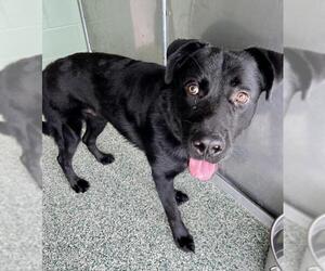 Labrador Retriever-Unknown Mix Dogs for adoption in Salisbury, NC, USA