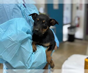 Mutt Dogs for adoption in Raleigh, NC, USA