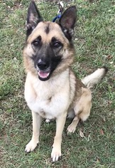 German Shepherd Dog Dogs for adoption in Fort Pierce, FL, USA