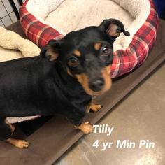 Miniature Pinscher Dogs for adoption in St. George, UT, USA