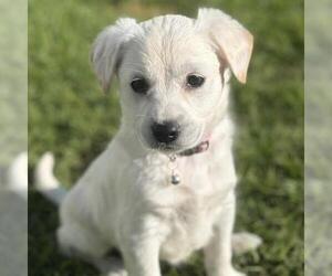 Colonial Cocker Spaniel-Poodle (Miniature) Mix Dogs for adoption in San Diego, CA, USA
