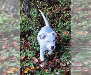 American Pit Bull Terrier-Unknown Mix Dogs for adoption in Roaring River, NC, USA