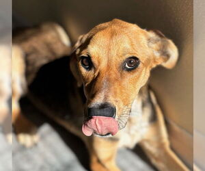 German Shepherd Dog-Unknown Mix Dogs for adoption in Texas City, TX, USA