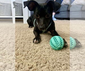 Italian Greyhound-Unknown Mix Dogs for adoption in Arlington, WA, USA