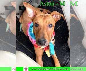 Mutt Dogs for adoption in Pensacola, FL, USA