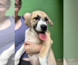 Great Pyrenees-Unknown Mix Dogs for adoption in Elmsford, NY, USA