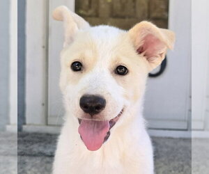Labrador Retriever-Unknown Mix Dogs for adoption in Minneapolis, MN, USA