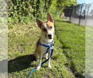 American Pit Bull Terrier-Labrador Retriever Mix Dogs for adoption in Boston, MA, USA