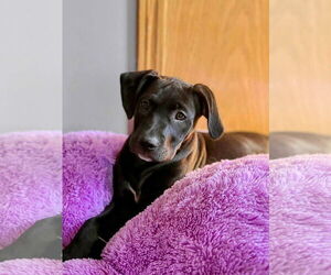 Labrador Retriever-Unknown Mix Dogs for adoption in Des Moines, IA, USA