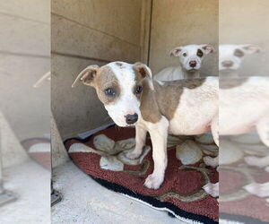 Mutt Dogs for adoption in Oklahoma City, OK, USA